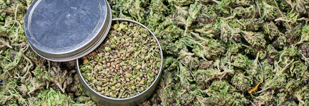 Cannabis Samen und internationale Entwicklungshilfe