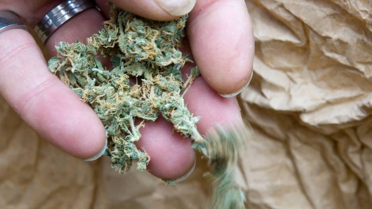 Autoflowering Cannabis Samen: Qualität und Vielfalt bei Gorilla