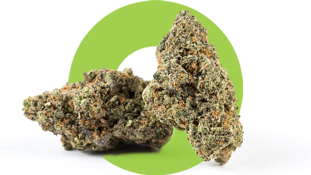 Raritäten und Klassiker: Weed-Samen exklusiv bei Cannapot