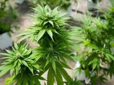 Raritäten und Klassiker: Weed-Samen exklusiv bei Cannapot