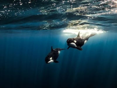 Dive Center Mexiko: Lizenzen, Kurse und individuelle Trainings