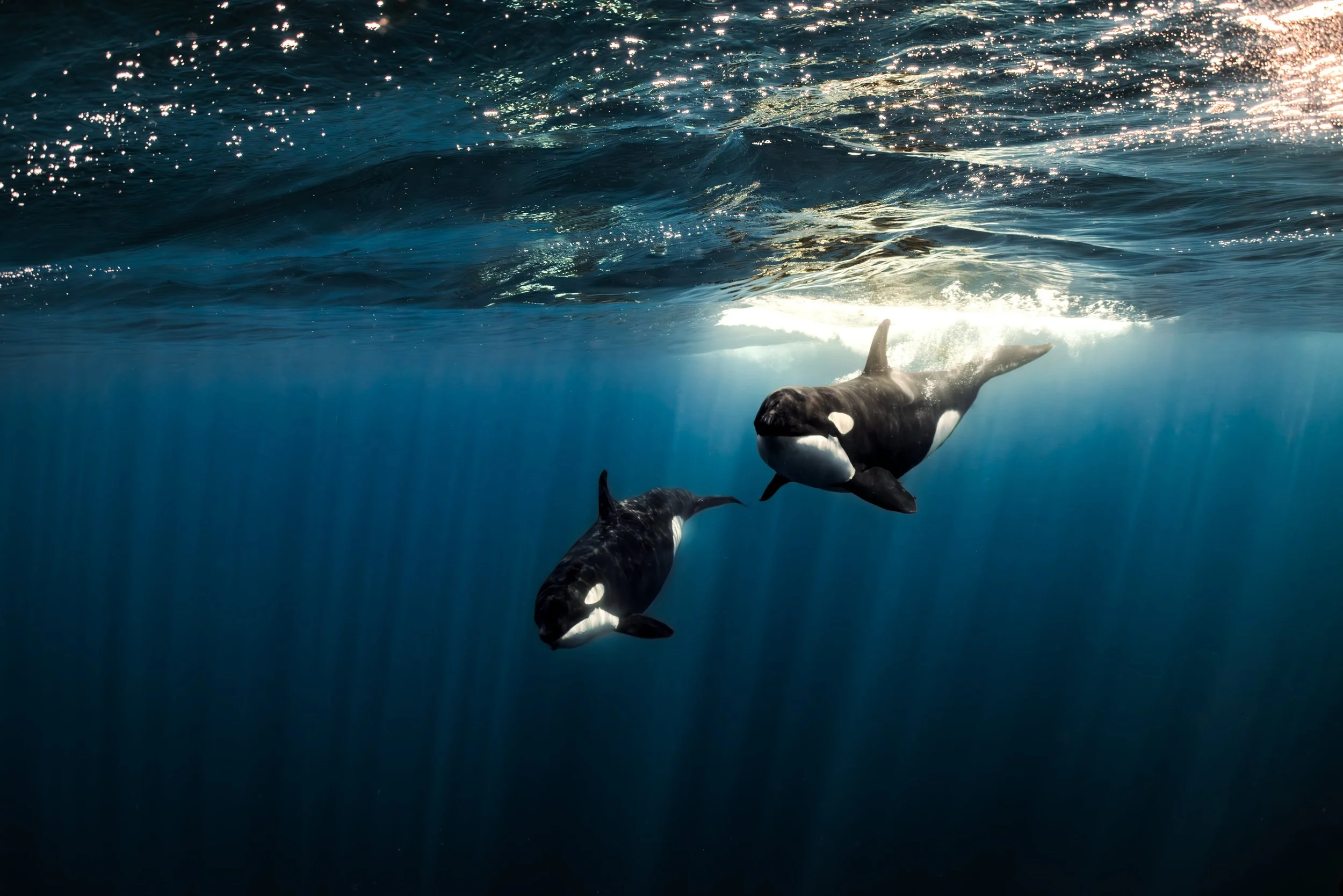 Dive Center Mexiko: Lizenzen, Kurse und individuelle Trainings