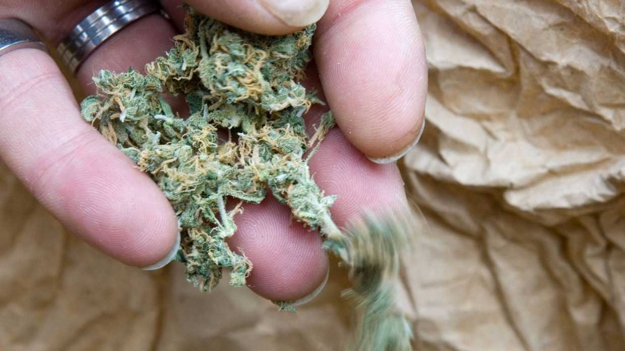 Autoflowering Cannabis Samen: Qualität und Vielfalt bei Gorilla