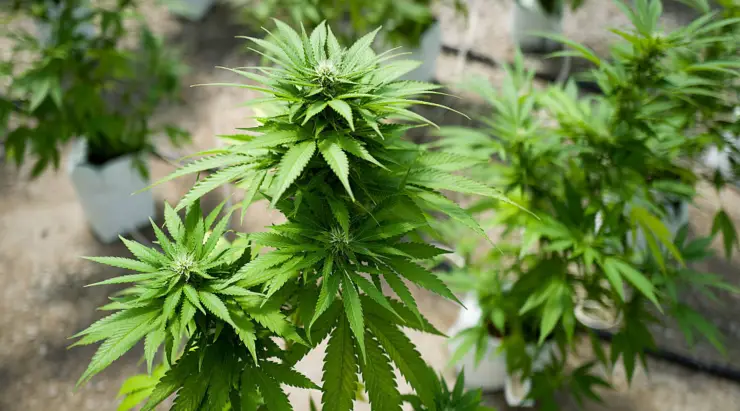 Raritäten und Klassiker: Weed-Samen exklusiv bei Cannapot
